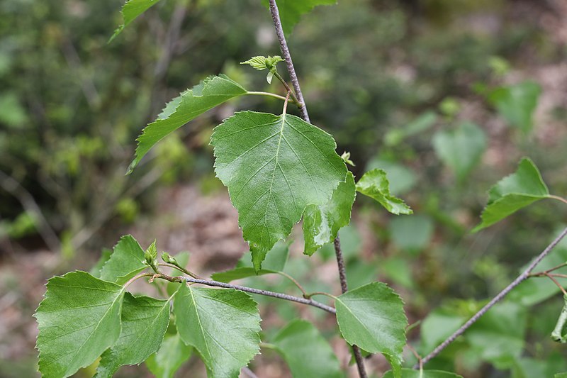 File:Betula pendula leaves TK 2021-05-15 2.jpg