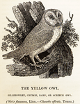 En uggla i trästick från A History of British Birds