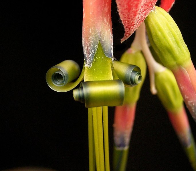 File:Billbergia x windii05 ies.jpg