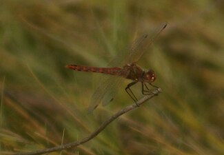 A dragonfly at Bitter Lake Bitter Lake Dragonfly.jpg