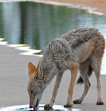 Tập tin:Black-backed Jackal (Canis mesomelas) (32879282980).jpg