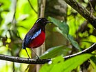 Foto de um pássaro de cauda curta ereto, preto com uma barriga vermelha e uma asa azul-celeste iridescente