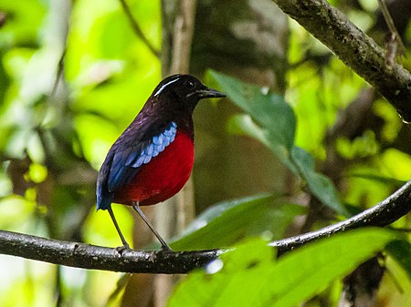 Erythropitta