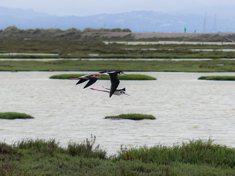 File:Black-necked stilts flying.jpg