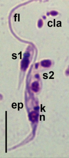 <i>Blastocrithidia</i> Genus of parasitic flagellate protist in the Kinetoplastea class