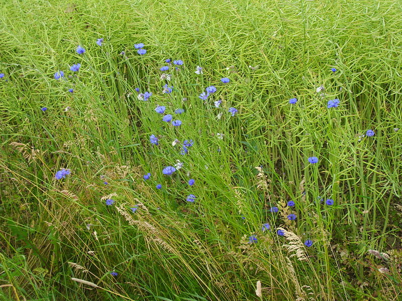 File:Blaue Kornblume zwischen Seifersdorf und Spechtritz.JPG