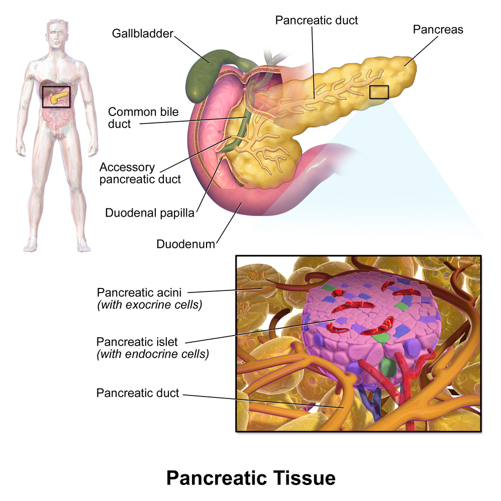 Pancreatic Islets-avatar