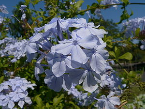 Kap blyurt (Plumbago auriculata), blomster