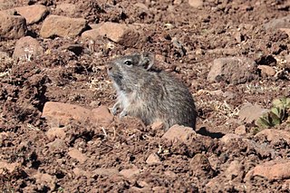 Blicks grass rat Species of rodent