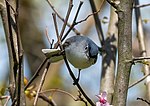 Thumbnail for File:Blue-gray gnatcatcher (01826).jpg