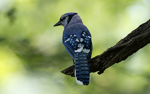 Blue Jay (68793841)