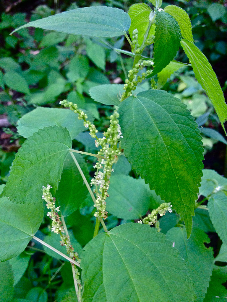 False Nettle Plants (Boehmeria cylindrica)