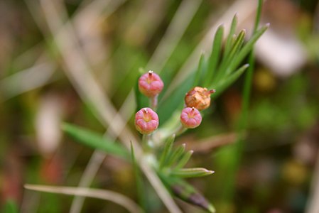 Bog rosemary (188711594)