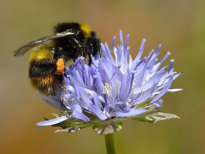 Broken-belted bumblebee