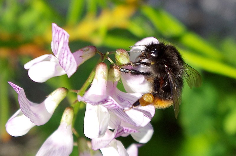 File:Bombus wurflenii 145164447.jpg