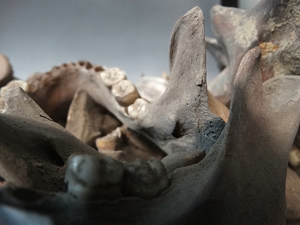 Pile of bones of those killed in the Bangladesh Genocide