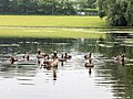 * Nomination Greylag geese in the Rheinaue Park in Bonn, North Rhine-Westphalia, Germany --XRay 03:42, 5 July 2021 (UTC) * Promotion  Support Good quality -- Johann Jaritz 03:46, 5 July 2021 (UTC)