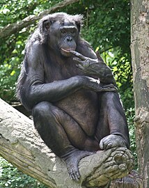 Бонобо шимпанза