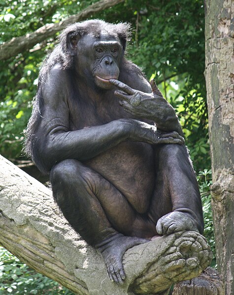 File:Bonobo 0155.jpg