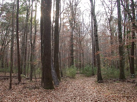 Bottomland hardwood forest amite river.jpg