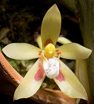 <i>Brachypeza</i> Genus of orchids