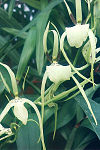 Brassia girouldiana Brassia-girouldiana.jpg