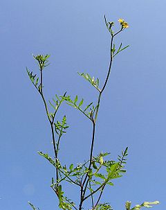 Description de l'image Brassicaceae20090613 104.jpg.