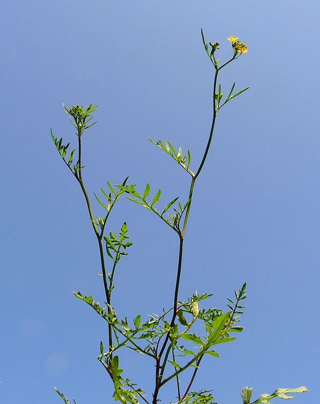 Description de l'image Brassicaceae20090613 104.jpg.