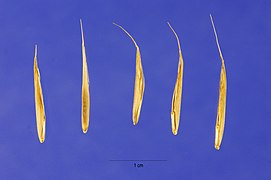 Bromus sitchensis