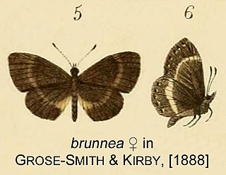 <i>Micropentila brunnea</i> Species of butterfly