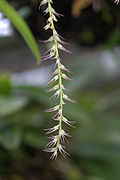 Bulbophyllum nutans GotBot 2015 001.jpg