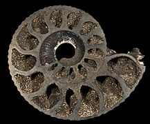 Pseudomorphose ammonite en pyrite - Bully, Calvados (4 cm)