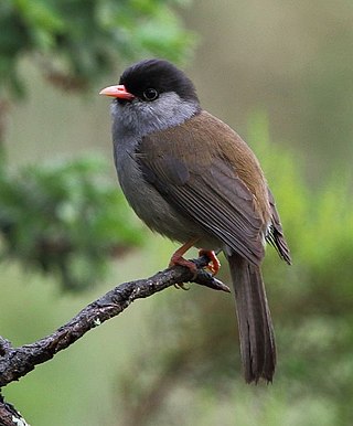 <span class="mw-page-title-main">Bush blackcap</span> Species of bird