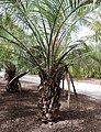 Butia capitata