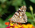 Vanessa cardui (painted lady). Adult, ventral view of wings.