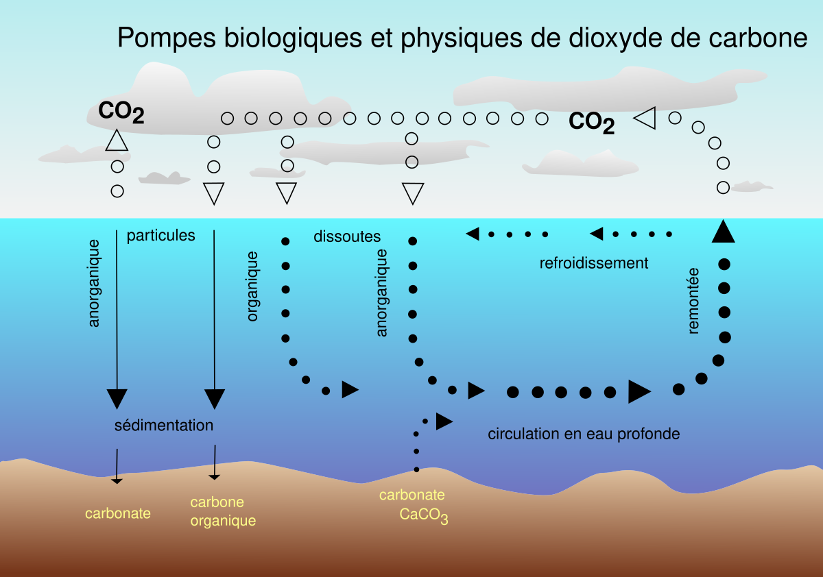 La fable de la fertilisation au CO2 liquide – Les effets