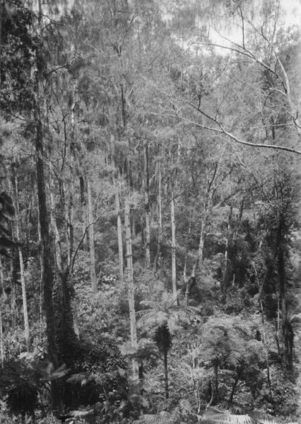 File:COLLECTIE TROPENMUSEUM Bos in het ravijn van Ongop-Ongop naar de rivier Banjoepait in het Idjen-gebergte oost-Java TMnr 60020445.jpg