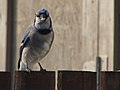 * Nomination Blue Jay sitting on the fence by User:Calyponte nomination by Gnangarra 08:16, 9 November 2006 (UTC) * Decline Technically fine, but I don't think that it shows off the bird very well due to the posture of the bird. I also find the dark horizontal bar in the background to the left of the bird very distracting. —JeremyA 02:49, 17 November 2006 (UTC)