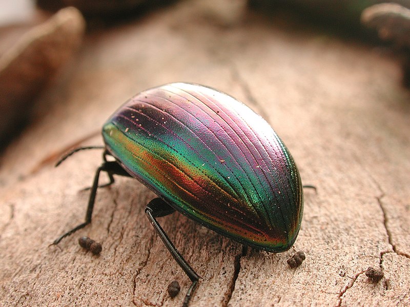 File:CSIRO ScienceImage 1553 A Beetle.jpg