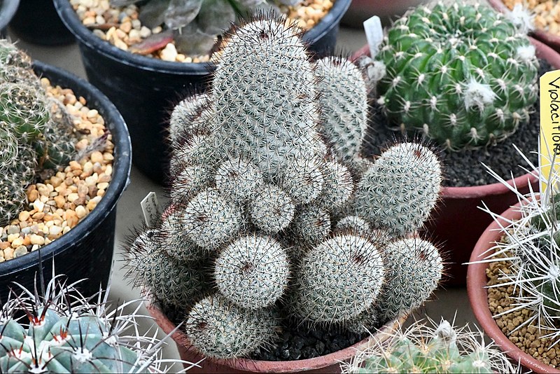 File:Cactaceae-Cactus in Thailand by Trisorn Triboon 5.JPG