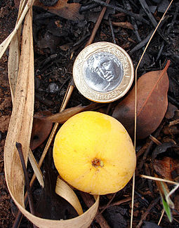 Ripe cagaita fruit: the 1 real coin is 27 mm across. Cagaita Fruto maduro.jpg