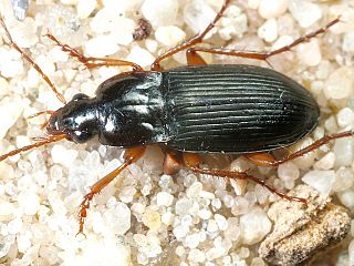 <i>Calathus erratus</i> Species of beetle