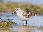 Calidris ruficollis - Марион Бэй.jpg