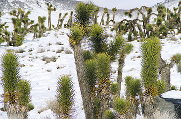 Joshua trees (Yucca brevifolia) (Scotty's Mountains)