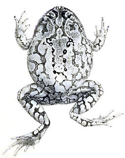 <i>Glyphoglossus brooksii</i> Species of frog