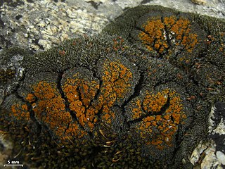 <i>Parvoplaca tiroliensis</i> Species of lichen