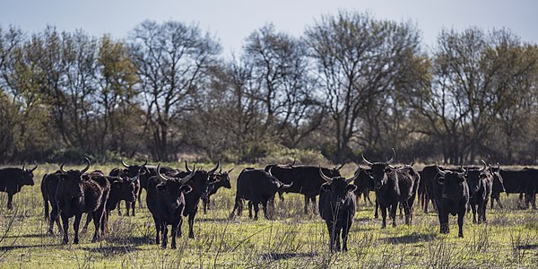 Camargue cattles