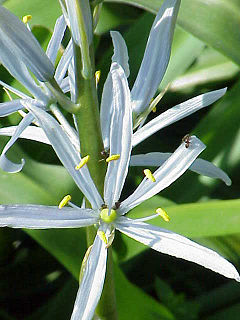 <i>Camassia cusickii</i> Species of flowering plant