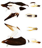 Diagram of the male Camptorhynchus labradoriusSmithMiscCollecV135N7P0304AA.jpg