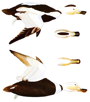 File:Camptorhynchus labradoriusSmithMiscCollecV135N7P0304AA.jpg